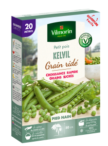 Pois Nain à Grain Ridé Kelvil - 20 m
